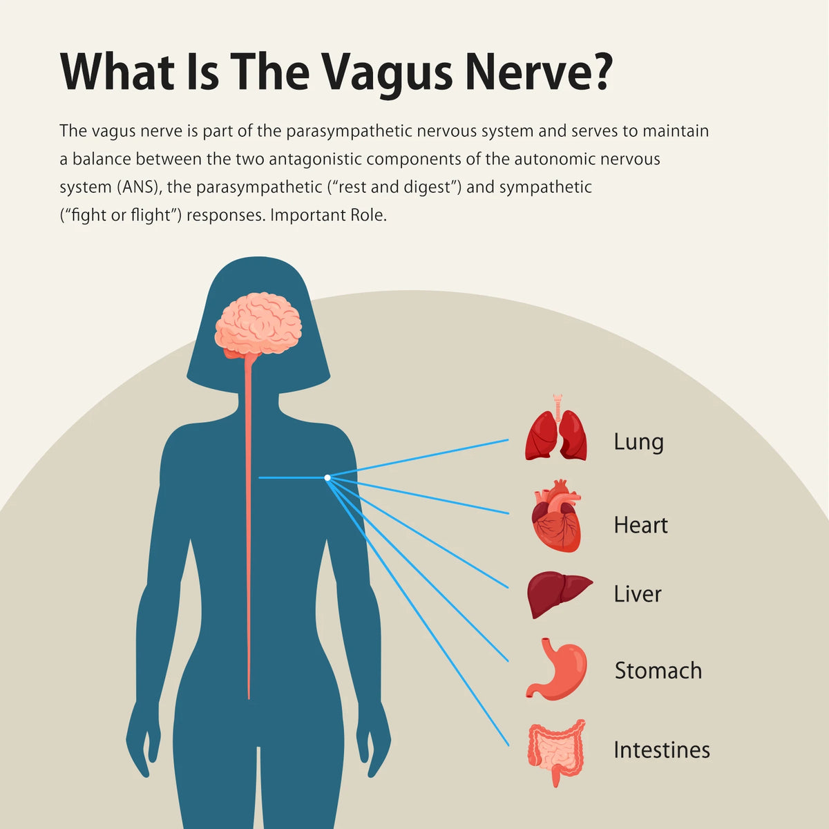 Zenowell Vagus Nerve Stimulator For Deep Sleep